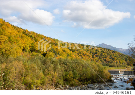 黄葉の雑木林と青い空 黄葉の雑木林と青い空 94946161