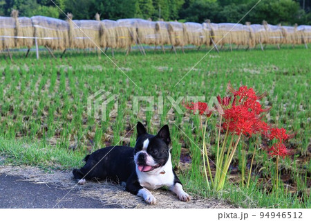 2022日本1幸せな町鳩山町の里山で稲架掛けを背景に彼岸花の隣に伏せる可愛いボストンテリアのマイティ 94946512