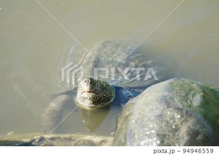 池から顔を出したカメさん 94946559