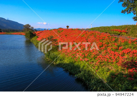 津屋川堤防の彼岸花 94947224