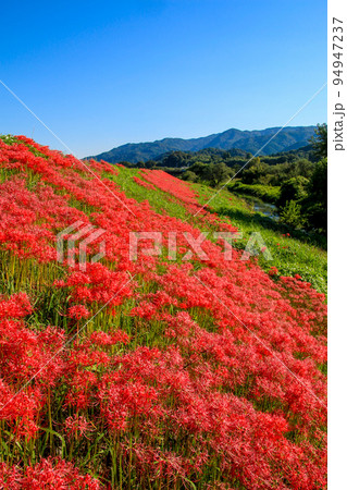 津屋川堤防の彼岸花 94947237