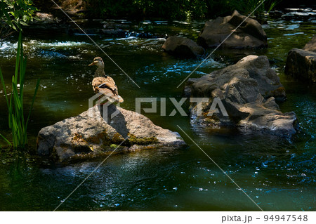 Wild brown duck walking on volcanic rocks on a river 94947548