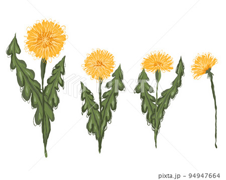 Set of vector clipart hand-drawn dandelions. Sketch illustration of flowers isolated from the background. Scribble taraxacum Set of vector clipart hand-drawn dandelions. Sketch illustration of flowers isolated from the background. Scribble taraxacum 94947664