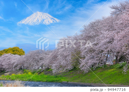 桜の名所富士市龍巌渕から満開桜と富士山を望む 桜の名所富士市龍巌渕から満開桜と富士山を望む 94947716