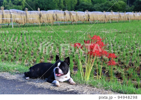 2022日本1幸せな町鳩山町の里山で稲架掛けを背景に彼岸花の隣に伏せる可愛いボストンテリアのマイティ 94948298