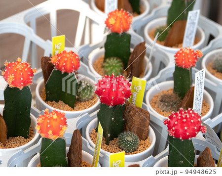 サボテン　緋牡丹 94948625
