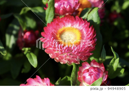 麦藁菊 台湾 花 94948905