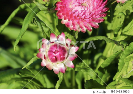 麦藁菊 台湾 花 94948906