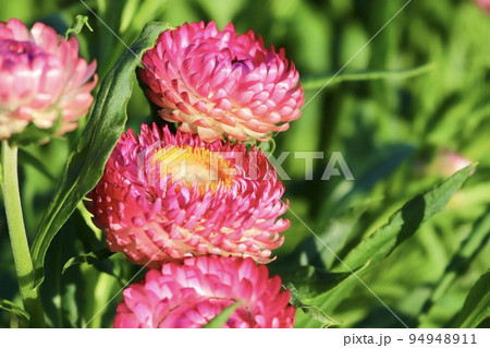 麦藁菊 台湾 花 94948911