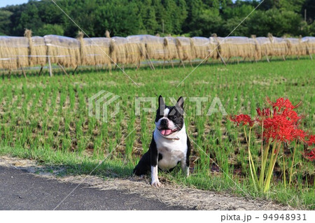 2022日本1幸せな町鳩山町の里山で稲架掛けを背景に彼岸花の隣に座る可愛いボストンテリアのマイティ君 94948931