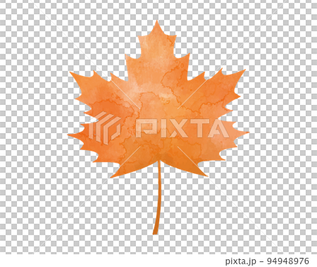 手描き水彩風・秋の葉のイラスト　サトウカエデ　紅葉 94948976