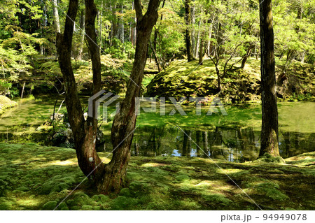 苔寺(西芳寺庭園) 【京都府京都市西京区】 苔寺(西芳寺庭園) 【京都府京都市西京区】 94949078