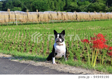 2022日本1幸せな町鳩山町の里山で稲架掛けを背景に彼岸花の隣に座る可愛いボストンテリアのマイティ君 94949190