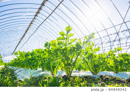 陽に照らされたハウス栽培のセロリ 陽に照らされたハウス栽培のセロリ 94949342