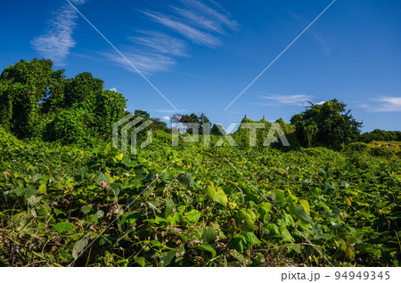クズが生い茂る広い荒れ地 94949345
