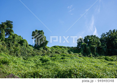 クズが生い茂る広い荒れ地 クズが生い茂る広い荒れ地 94949348