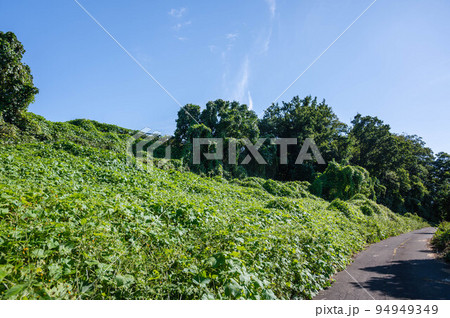 クズが生い茂る広い荒れ地 クズが生い茂る広い荒れ地 94949349