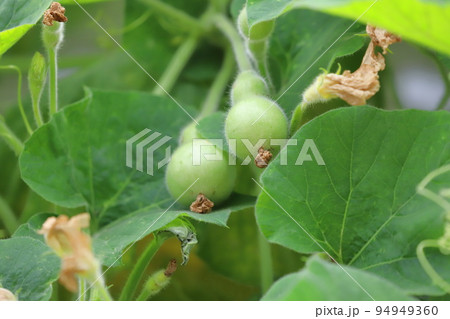 かわいいひょうたんの実 94949360
