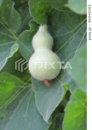 かわいいひょうたんの実 94949363