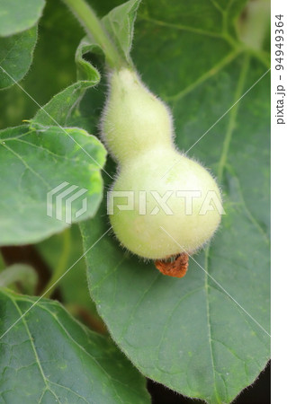 かわいいひょうたんの実 94949364