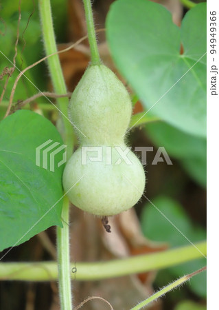 かわいいひょうたんの実 かわいいひょうたんの実 94949366