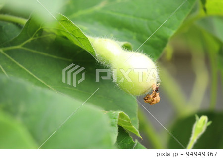 かわいいひょうたんの実 94949367