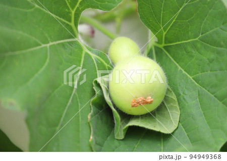 かわいいひょうたんの実 94949368