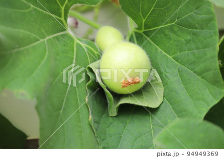 かわいいひょうたんの実 94949369