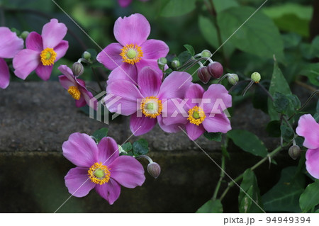日本の秋の庭に咲くピンク色のシュウメイギクの花 94949394