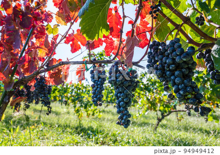 塩尻のワイン葡萄畑　 94949412
