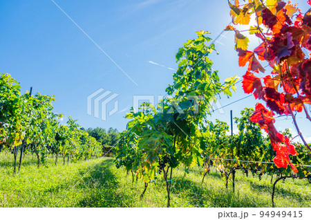 塩尻のワイン葡萄畑　 94949415