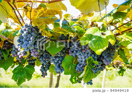 赤ワイン用ぶどう　塩尻市 94949419