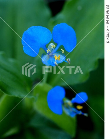 青いツユクサの花のクローズアップ 94949683