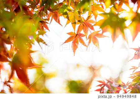 色づいたモミジのフレーム　紅葉モミジの背景素材　秋イメージ　夕方カラーくっきり 94949848