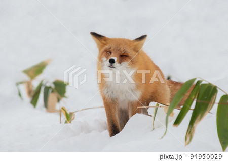雪の中でたたずむキタキツネ 雪の中でたたずむキタキツネ 94950029