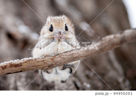 木の枝でたたずむエゾモモンガ 94950201