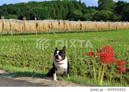 2022日本1幸せな町鳩山町の里山で稲架掛けを背景に彼岸花の隣に座る可愛いボストンテリアのマイティ君 94950402