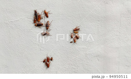 Group of cockroaches on plaster wall. 94950511