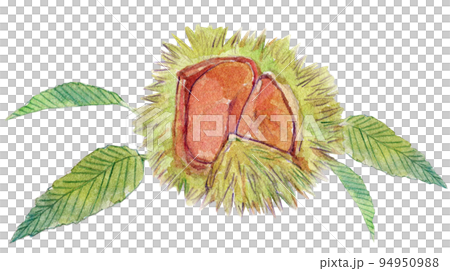 Chestnut watercolor illustration 94950988