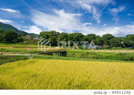 内山の農村風景　南足柄の原風景　秋の田園 94951246