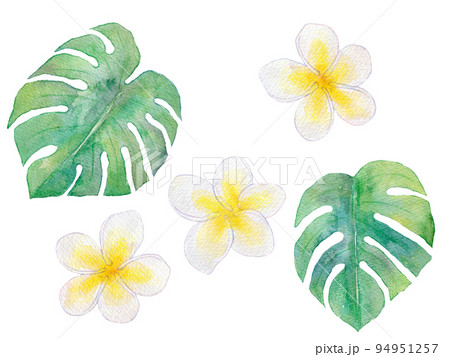トロピカル　プルメリア　水彩イラスト 94951257