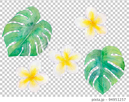Tropical plumeria watercolor illustration 94951257
