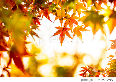色づいたモミジのフレーム　紅葉モミジの背景素材　秋イメージ　夕焼けカラー黄金色暗め 94951295