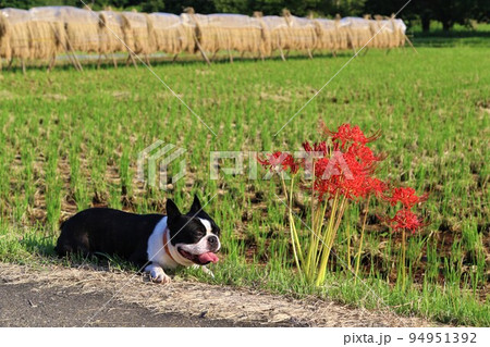 2022日本1幸せな町鳩山町の里山で稲架掛けを背景に彼岸花の隣に伏せる可愛いボストンテリアのマイティ 94951392