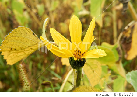 Opening sunflower flower used to make oil in a rural field 94951579