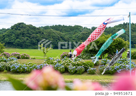(観光名所) 多古の紫陽花 94951671
