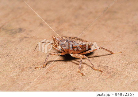クサギカメムシ 94952257