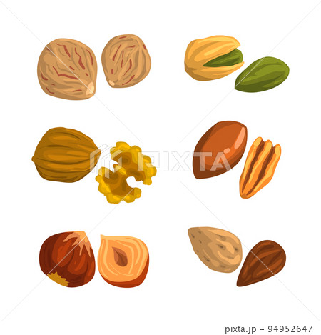 Nuts and seeds set. Walnut, hazelnut, cashew, nutmeg,pecan, almond vector illustration 94952647