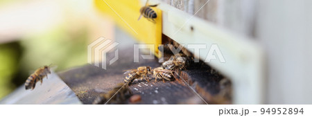 Bees are working on laying propolis in hive closeup 94952894