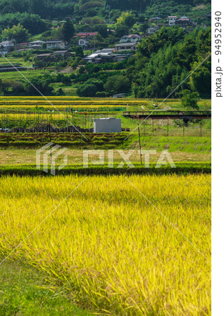 田んぼが黄色く染まる内山の里風景　南足柄市 94952940